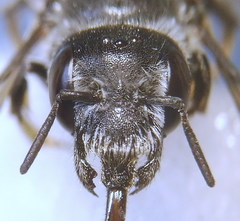 Hoplitis benoisti