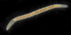 Odontosyllis phosphorea