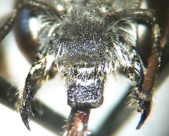 Hoplitis benoisti