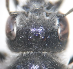 Hoplitis benoisti
