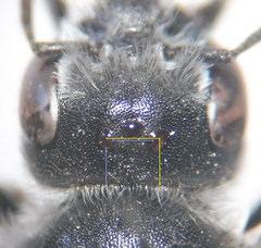 Hoplitis benoisti