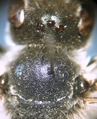 Hoplitis benoisti
