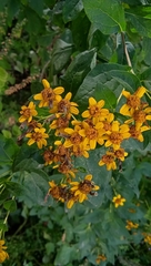 Zaluzania montagnifolia