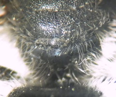 Hoplitis benoisti