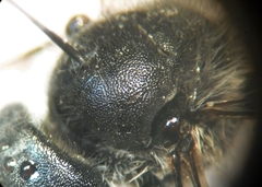 Hoplitis benoisti