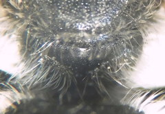 Hoplitis benoisti