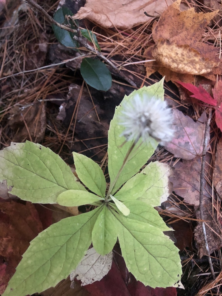 100 Mile Wilderness Camp ME — Maine Appalachian Trail, Monson ME dispersed campsite
