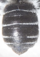 Hoplitis benoisti