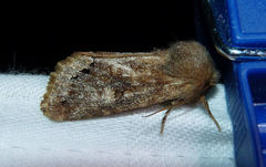 Orthosia garmani