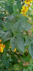 Zaluzania montagnifolia