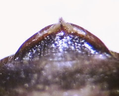 Hoplitis benoisti