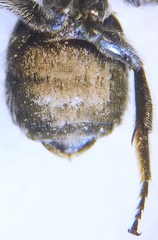 Hoplitis benoisti