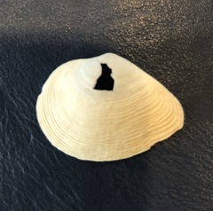 Cumingia californica