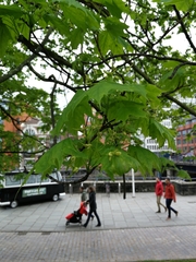 Acer platanoides