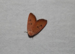 Plecoptera sarcistis