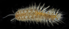 Harmothoe extenuata