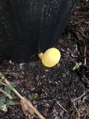 Leucocoprinus birnbaumii image