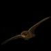 Southern Forest Bat - Photo (c) Michael Pennay, some rights reserved (CC BY-NC-ND)