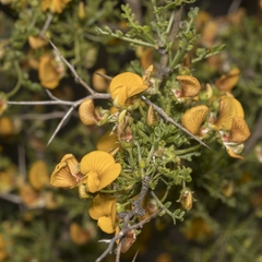 Adesmia confusa