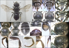 Hoplitis benoisti