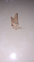 Pterygota