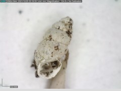 Carychium tridentatum