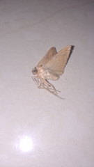 Pterygota