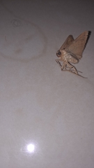 Pterygota