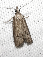 Ditula joannisiana