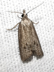 Ditula joannisiana
