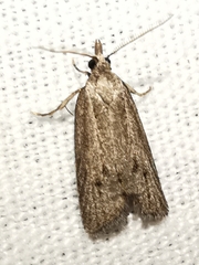 Ditula joannisiana