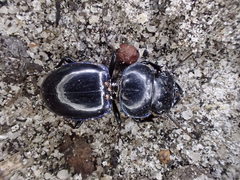 Carenum ineditum