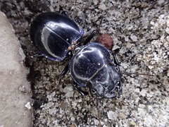Carenum ineditum