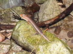 Diploglossidae