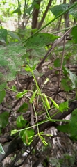 Commicarpus scandens