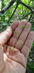 Commicarpus scandens