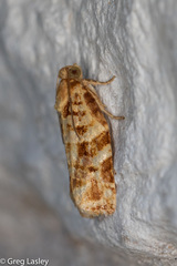 Archips georgiana