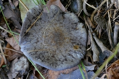 Cortinarius subsolitarius