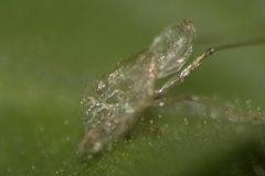 Hemiptera