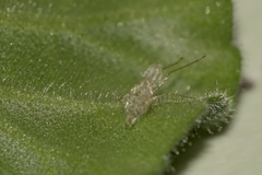Hemiptera