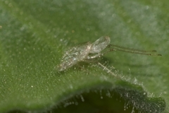 Hemiptera