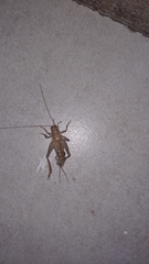 Gryllodes sigillatus