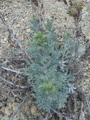 Argemone hunnemannii