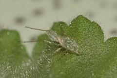 Hemiptera
