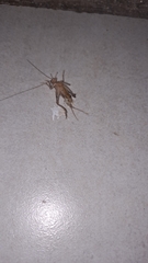 Gryllodes sigillatus