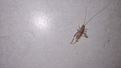Gryllodes sigillatus