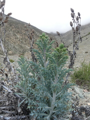 Argemone hunnemannii