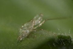 Hemiptera