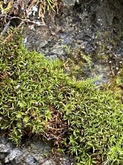 Amphidium lapponicum