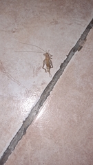 Gryllodes sigillatus